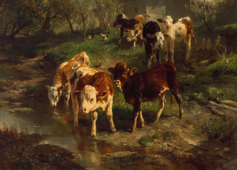 Heifers at Play