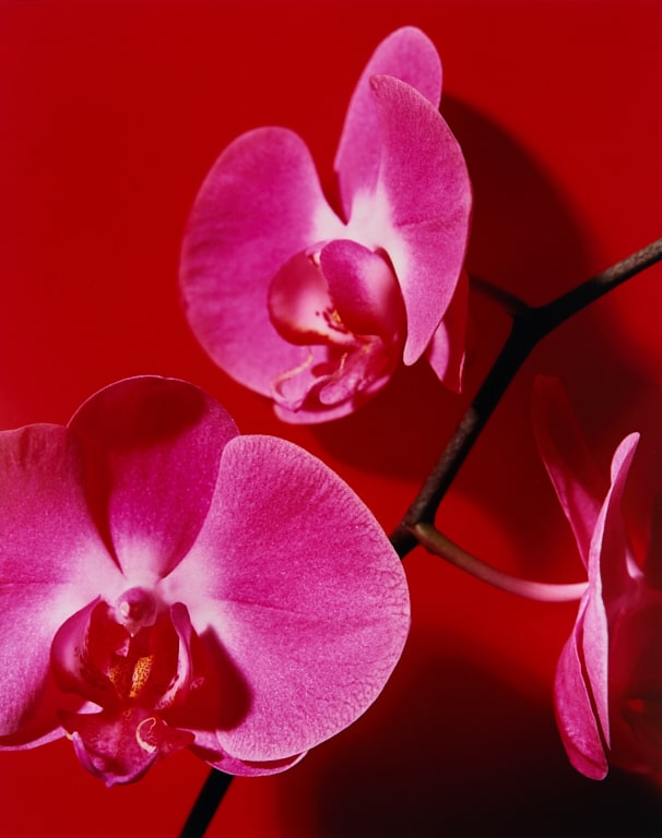 Orchid