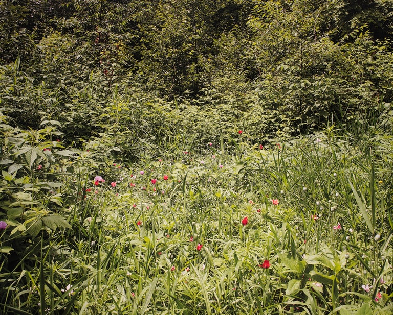 untitled (poppy field in Minnesota), from the series The Imaginative Landscape