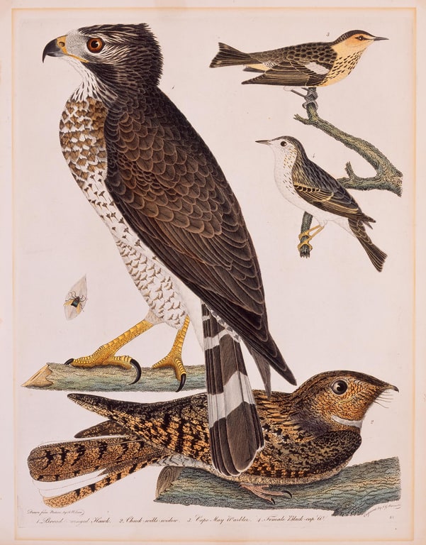 Broad-Winged Hawk, Chuck-Wills-Widow, Cape-May Warbler, and Female Black-Cap W., from the American Ornithology (Philadelphia, 1808-14)