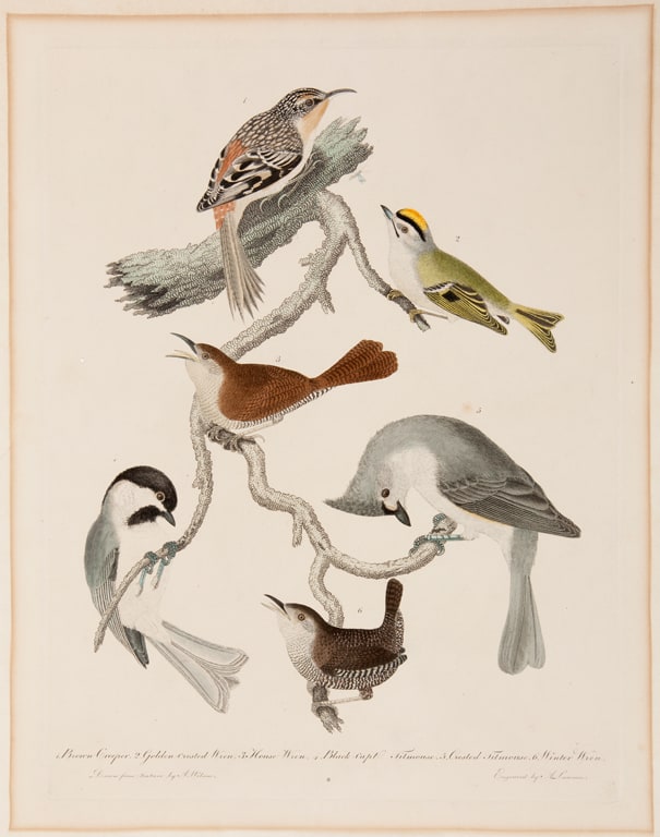 Brown Creeper, Golden-Crested Wren, House Wren, Black-capt Titmouse, Crested Titmouse, Water Wren, from the American Ornithology (Philadelphia, 1808-1814)