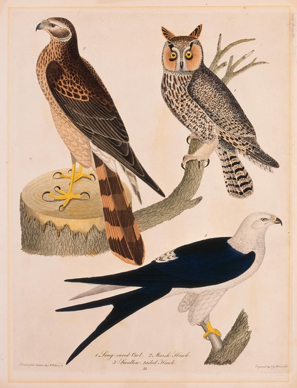 Long-Eared Owl, Marsh Hawk, Swallow Tailed Hawk, from the American Ornithology (Philadelphia, 1808-1814)