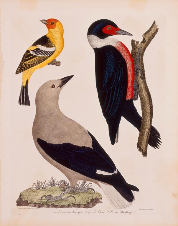 Louisiana Tanager, Clarks Crow, Lewis’s Woodpecker, from the American Ornithology
