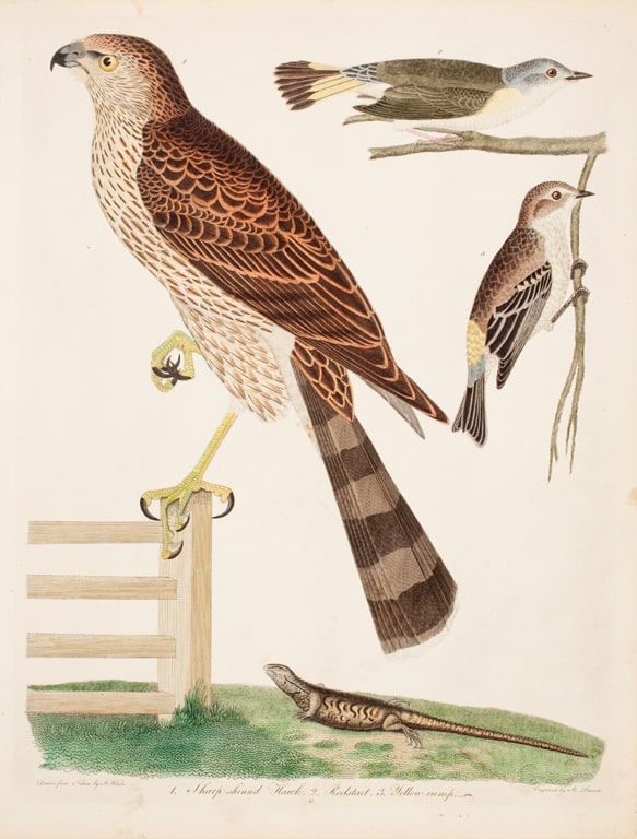 Sharp Shinn'd Hawk/Redstart/Yellow Rump