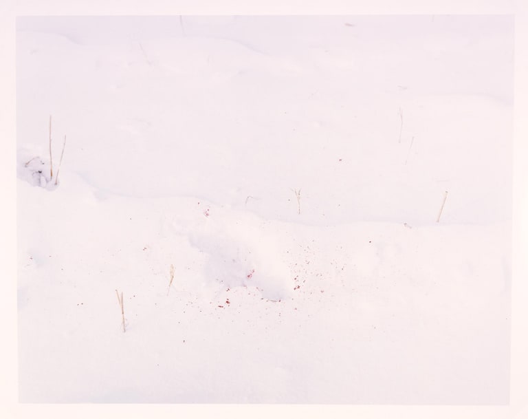 Hoof Track with Blood