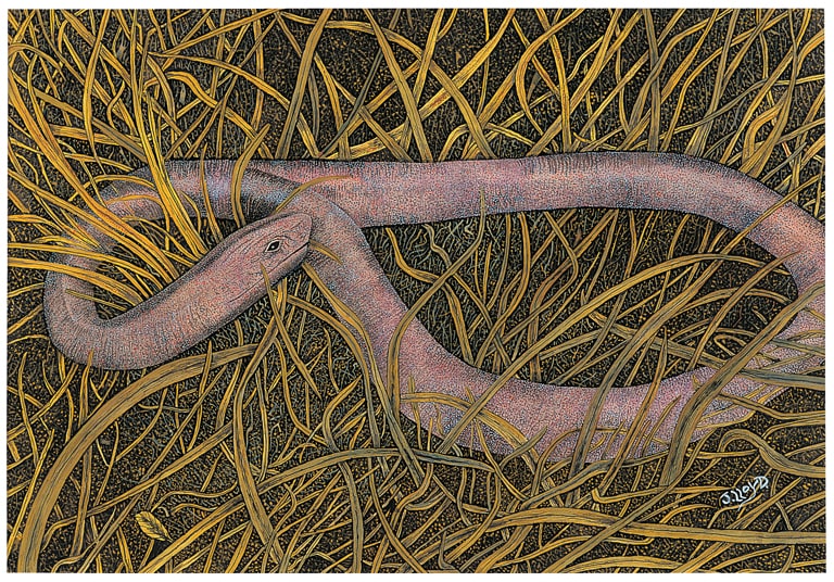 The Snake