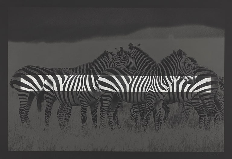 Zebra (Collage)