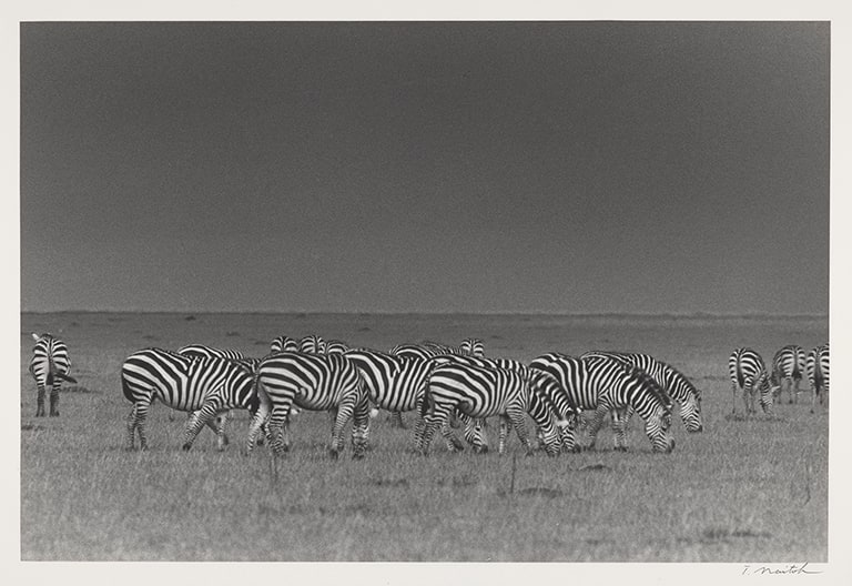 Zebra Herd