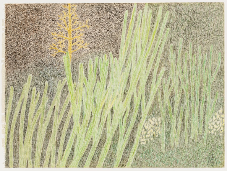 Grass