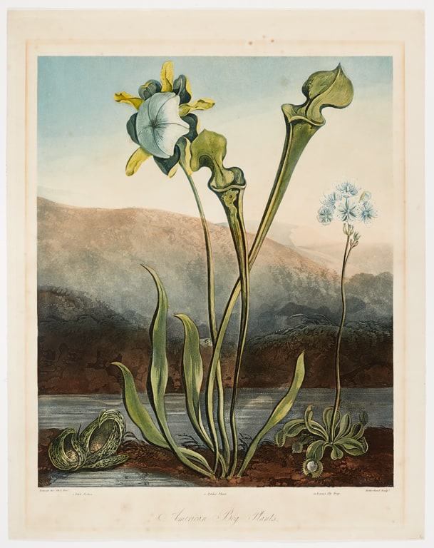 American Bog-Plants, from the book The Temple of Flora, or Garden Of Nature, Being Picturesque Botanical Plates of the New Illustration of the Sexual System Of Linnaeus
