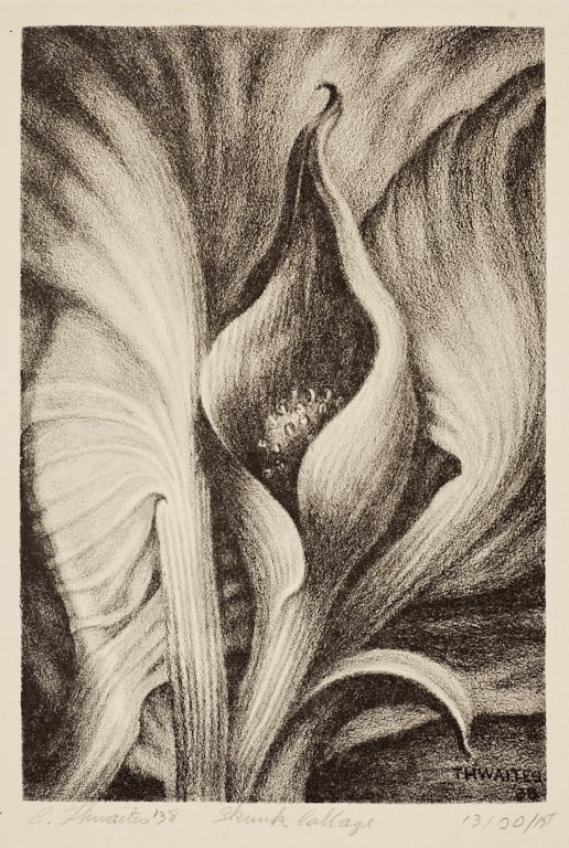 Skunk Cabbage (#2)