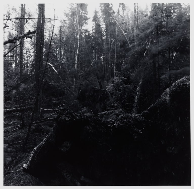 Untitled (No. 7), from the Pickerel Lake series
