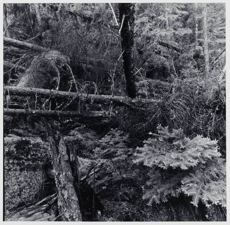 Untitled (No. 8), from the Pickerel Lake series