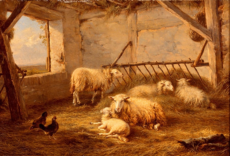 Sheep in Barn