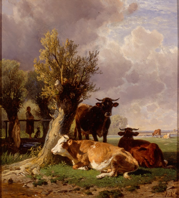 Cows in Pasture