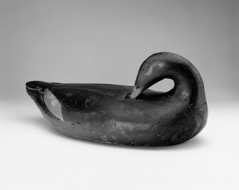 Preening White Wing Scoter