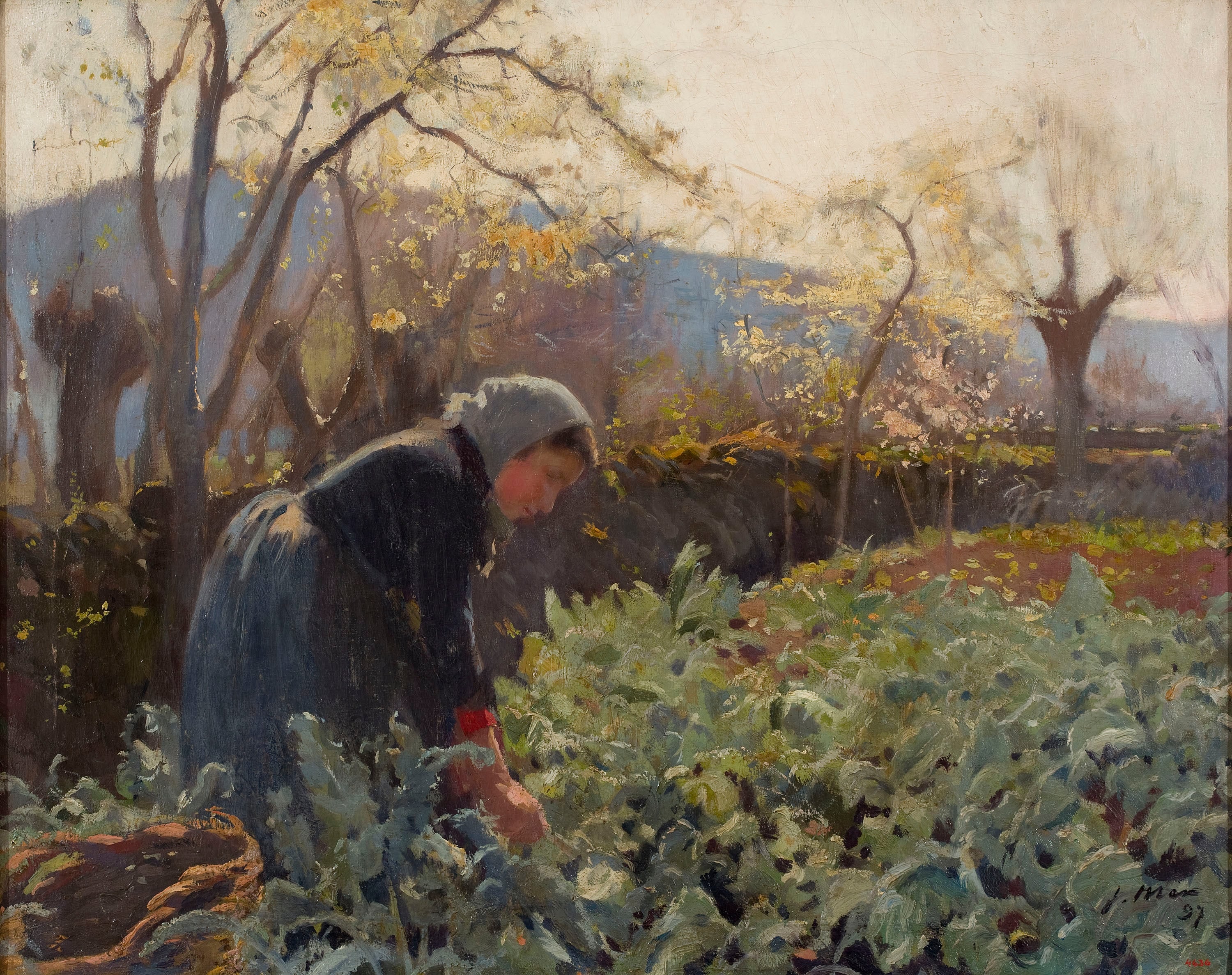 Woman Farmer Picking Cabbages