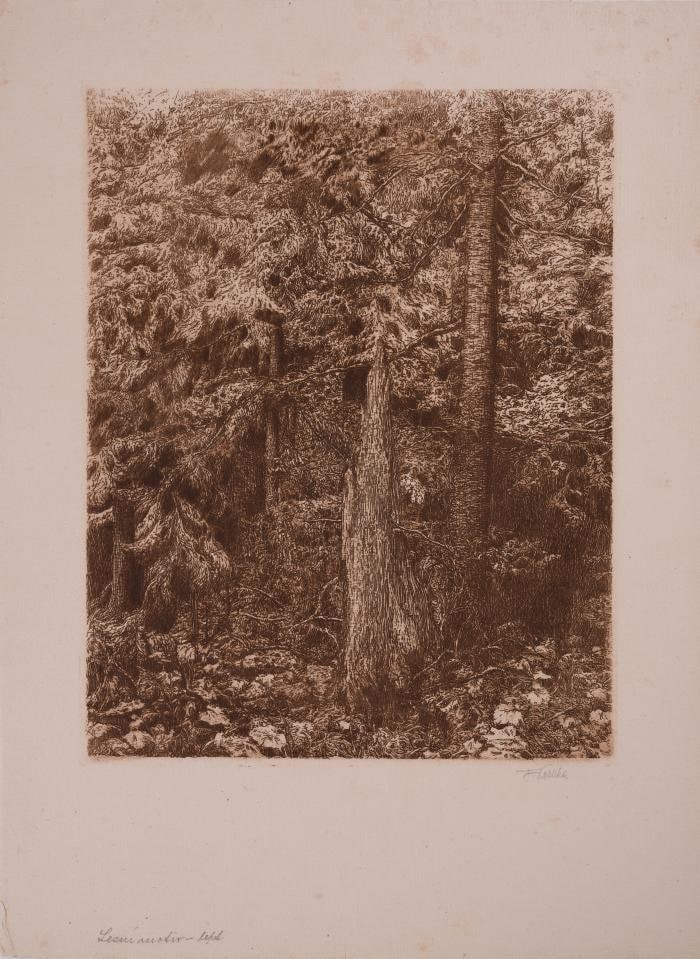 Forest Wasteland