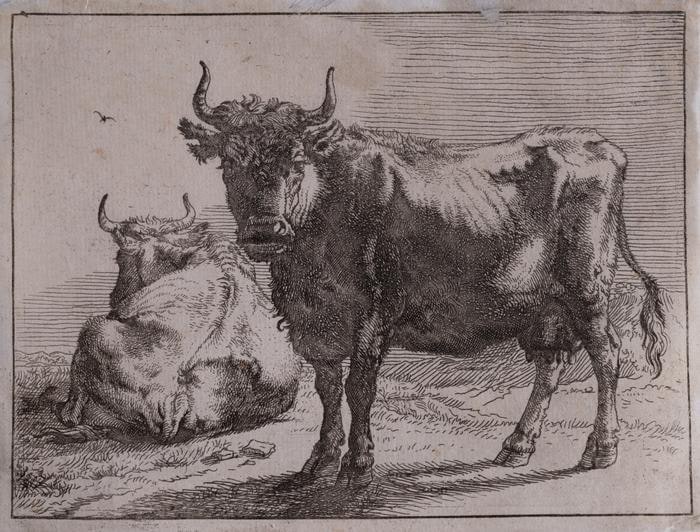 Cows