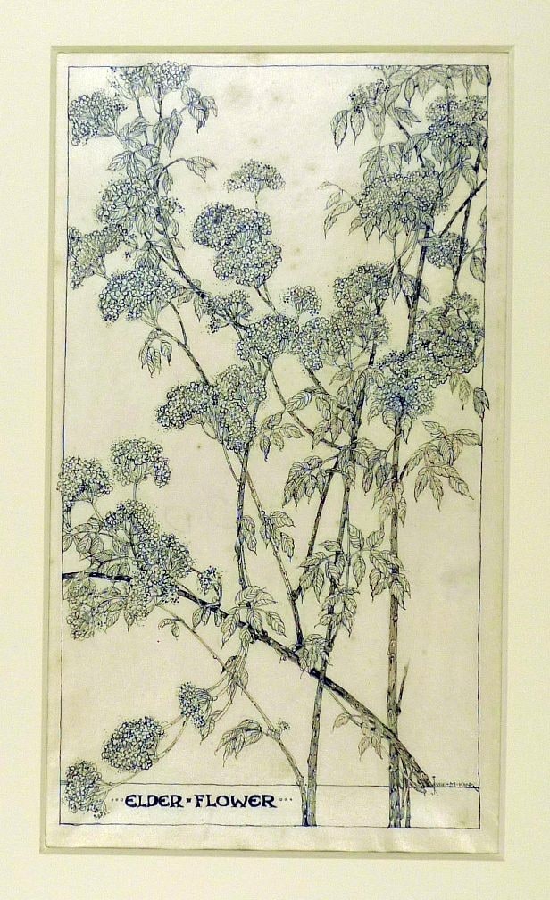"Elder Flower"
