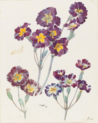 Primevères
