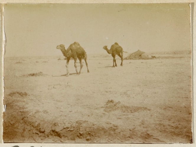 Chameaux près de Biskra