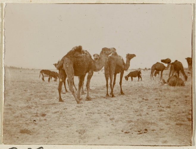 Chameaux près de Biskra