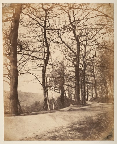 Route bordée d'arbres