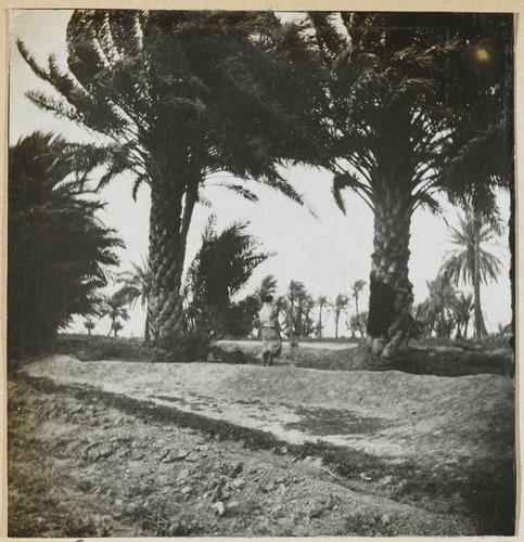 Vue d'une palmeraie à Biskra