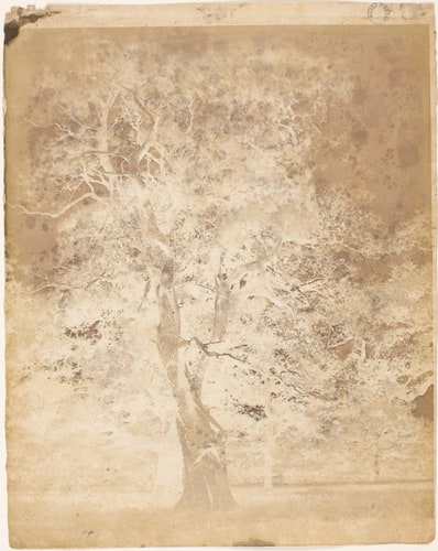 Etudes d'arbres