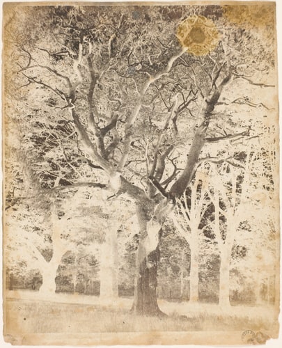 Etude d'arbres