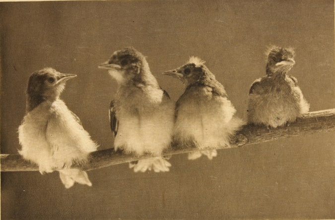A Study in natural History