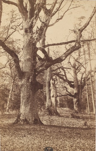 Forêt de Fontainebleau, "le Raphaël" près du carrefour de Bas-Préau