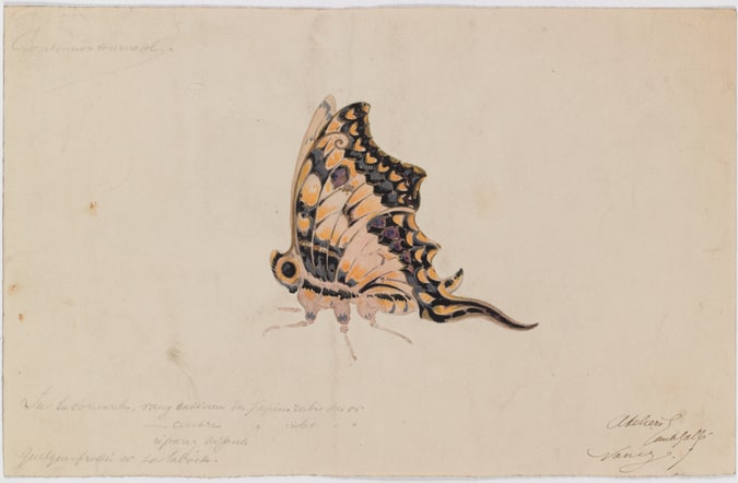 Papillon
