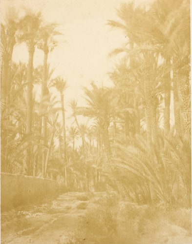 Palmeraie à Elche, Espagne