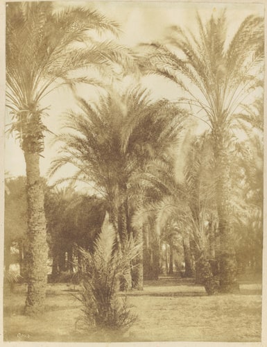 Palmiers