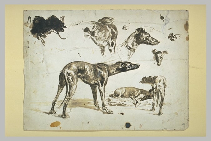 Etudes de lévriers