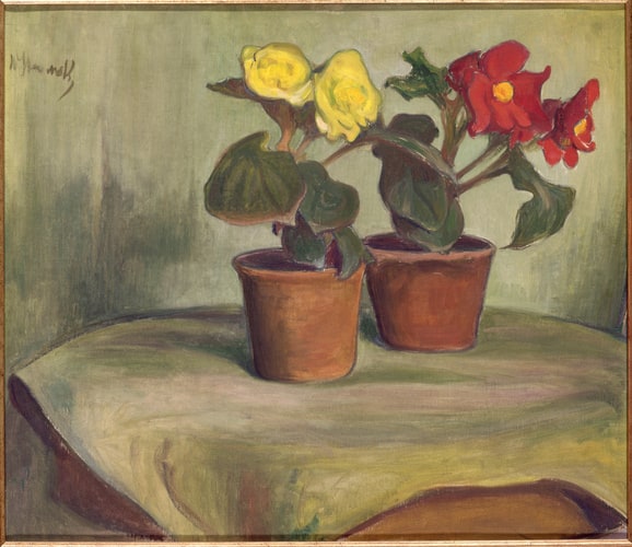 Deux pots de bégonias