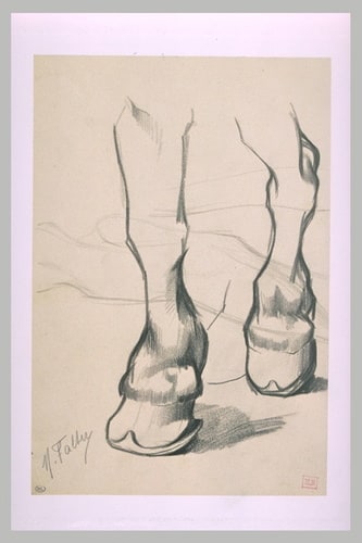 Etude de jambes de cheval