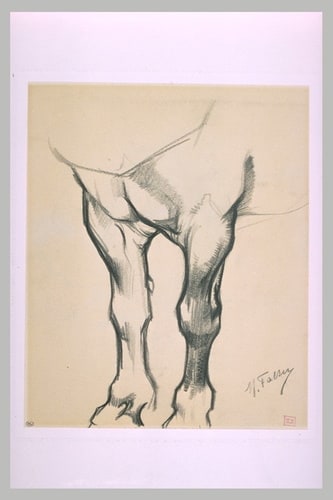 Etude des jambes avant d'un cheval au repos