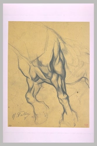 Etude musculaire des jambes avant d'un cheval dans l'effort