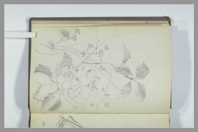 Etude de plantes
