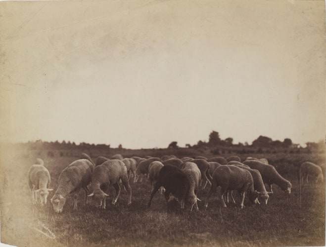 Paysage avec moutons