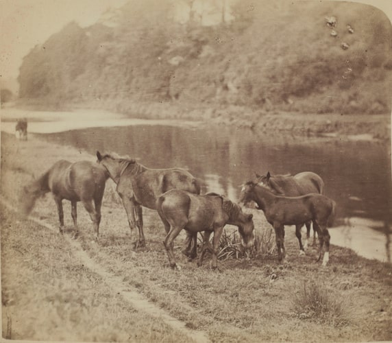 Chevaux au bord de l'eau