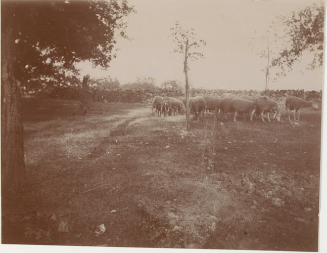 Femme et paturage d'un troupeau de moutons dans un champ