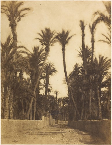 Palmiers en Afrique du Nord.
