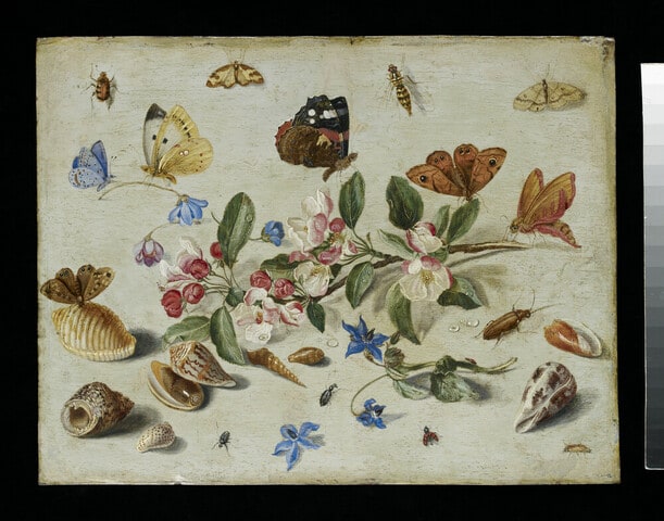 Flowers and Insects