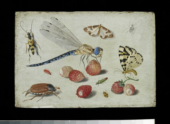 A Dragon-fly, two Moths, a Spider and some Beetles, with wild Strawberries
