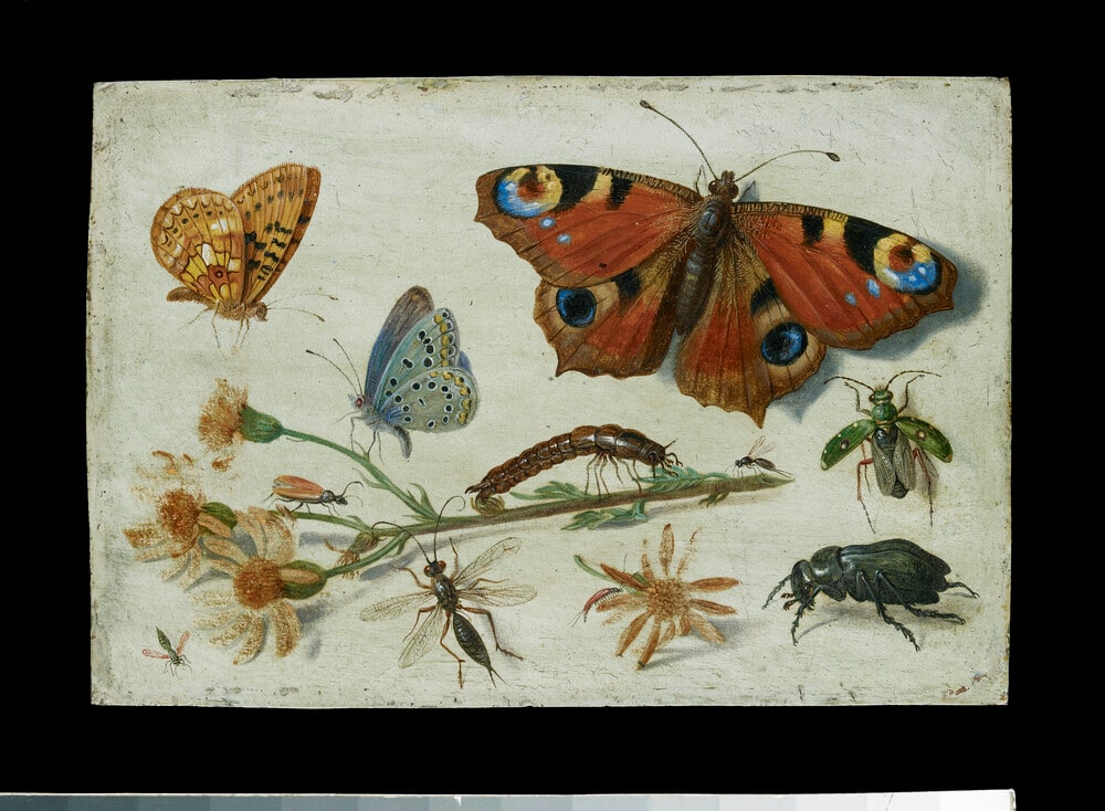 Three Butterflies, a Beetle and other Insects, with a Cutting of Ragwort