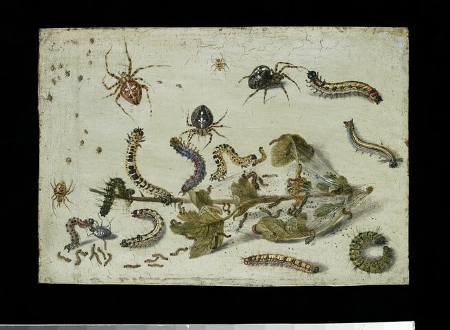 Various Spiders and Caterpillars, with a Sprig of Gooseberry